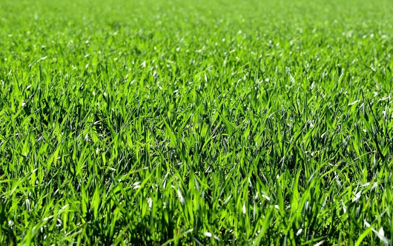 projekty ogrodów Warszawa